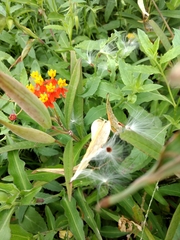 Asclepias curassavica