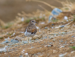 Charadrius modestus