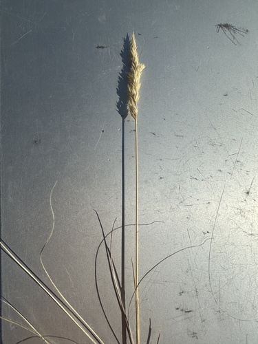 Plains Reedgrass (Calamagrostis montanensis)