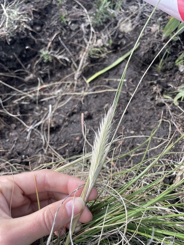 Mountain Wire Grass (Tenaxia disticha)