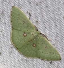 Comostola leucomerata