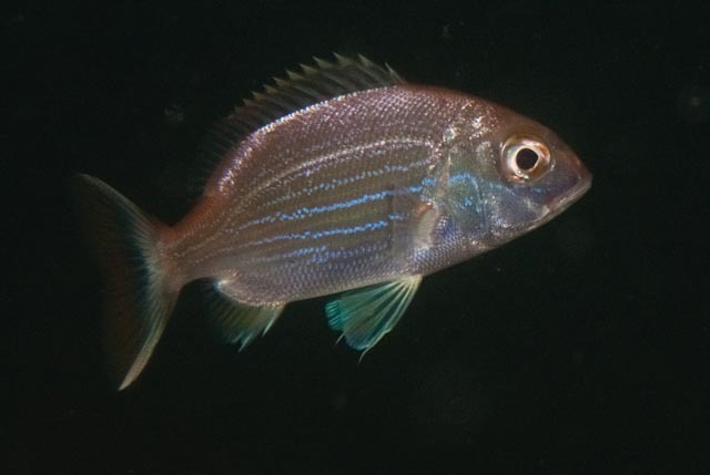 Panga Seabream