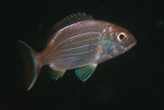 Panga Seabream photo 1