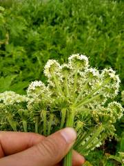 Angelica hendersonii