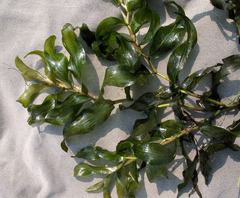 Potamogeton praelongus