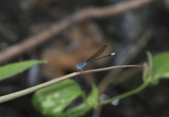 Argia rhoadsi