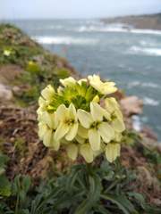 Erysimum concinnum