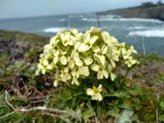 Erysimum concinnum