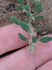 Chenopodium littoreum