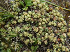 Paronychia andina
