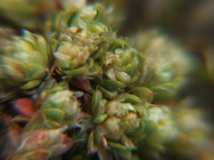 Paronychia andina