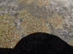 Protoblastenia rupestris