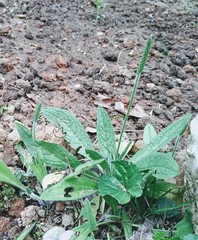 Plantago