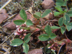 Trifolium amabile