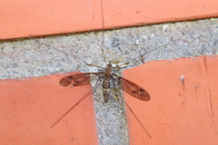 Leptotarsus cubitalis