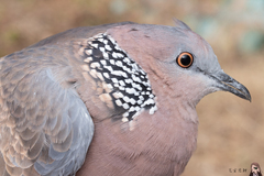 Spotted Dove photo 3
