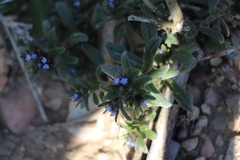 Buglossoides tenuiflora