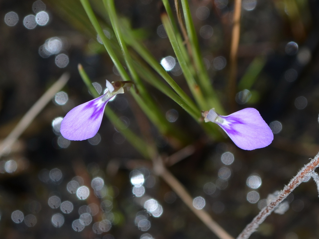 Utricularia leptorhyncha O.Schwarz