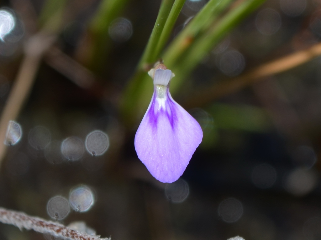 Utricularia leptorhyncha O.Schwarz 2