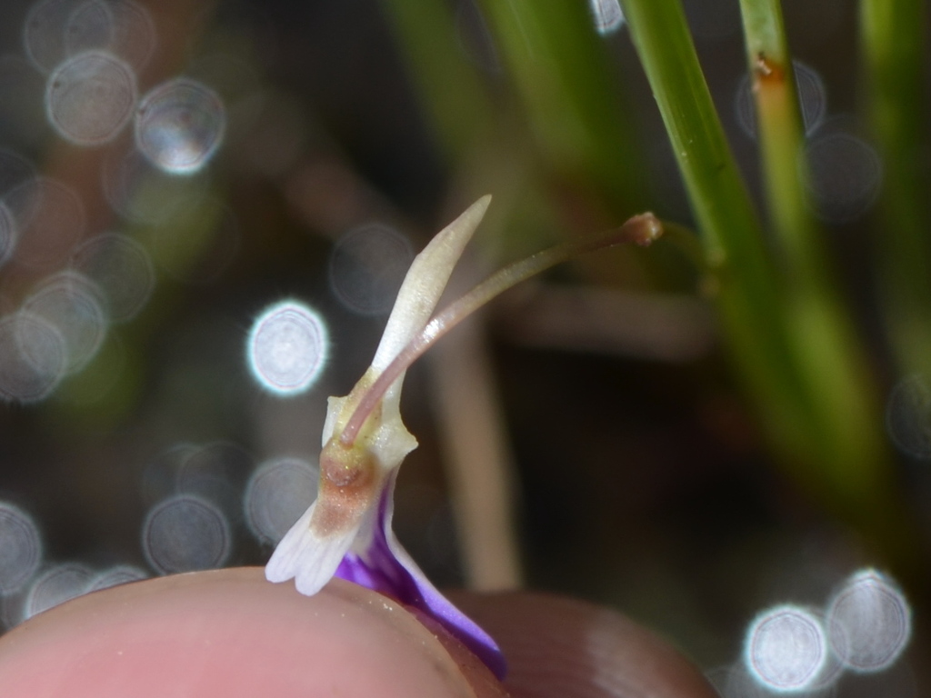 Utricularia leptorhyncha O.Schwarz 3