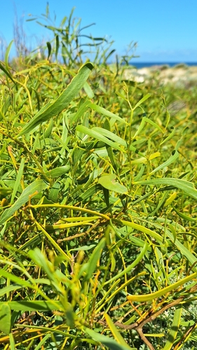 Image of Acacia ligulata by no rights reserved