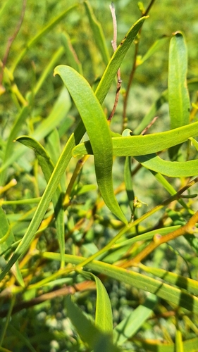 Image of Acacia ligulata by no rights reserved