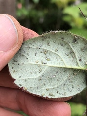 Hyadaphis passerinii