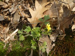 Ranunculus hispidus hispidus