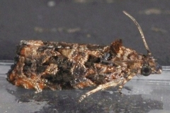 Endothenia hebesana