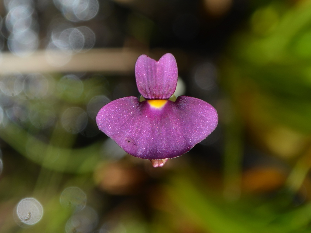 Utricularia singeriana F.Muell.
