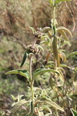 Phlomis platystegia