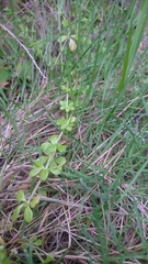 Galium verrucosum
