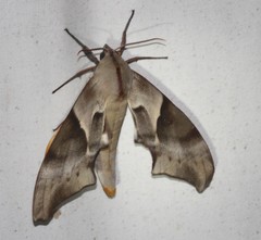 Coequosa australasiae
