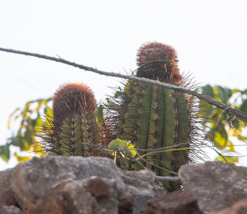 Melocactus pedernalensis