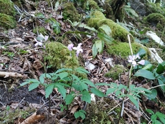 Cardamine quinquefolia