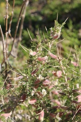 Astragalus spinosus