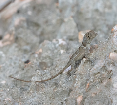 Southern Stout Anole photo 2