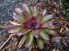Tillandsia complanata image