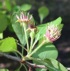 Crataegus flava