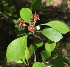 Crataegus flava
