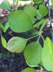 Crataegus flava