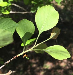 Crataegus flava