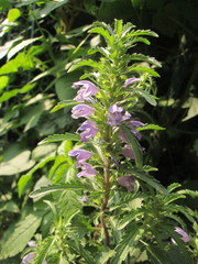 Dracocephalum moldavica