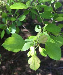 Crataegus flava