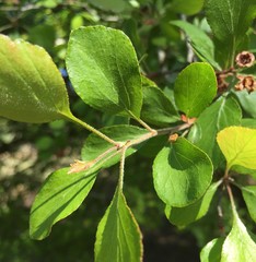 Crataegus flava