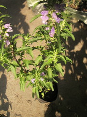 Dracocephalum moldavica