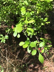 Crataegus flava