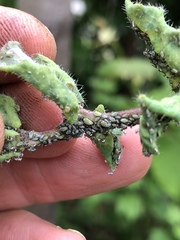 Hyadaphis passerinii