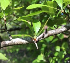 Crataegus flava