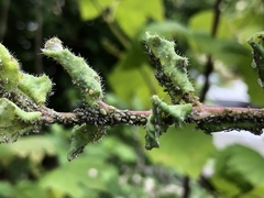 Hyadaphis passerinii